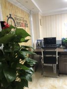 办公室绿植
